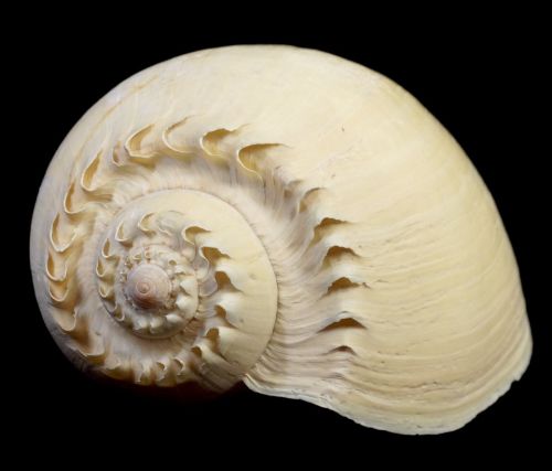 貝殻　天然巻貝のオブジェ メロ貝　幅24㎝ 奥行き15㎝ 高さ12.5㎝ 頭部のギザギザがが王冠に見えることからディアデマと名付けられた貝 ATN