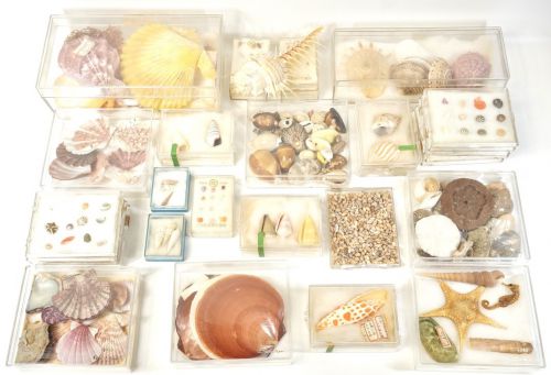 売り切り!　シェル＆フォッシルコレクション 多種多様な貝殻 タツノオトシゴ ヒトデなどの化石 長年集められてきた素晴らしい収集品 ATN