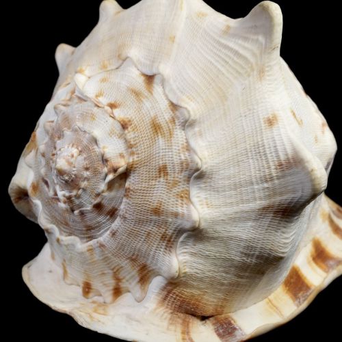 売り切り 貝殻 天然巻貝 オブジェ Cassis cornuta 幅23㎝ 高さ17.5㎝ 英名クイーンヘルメットシェルと名付けられた 美しい造形の貝 ATN