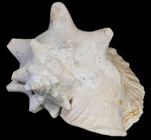 ビンテージ　貝殻　天然巻貝のオブジェ　 ピンクコンクシェル　幅22㎝　奥行き18㎝　高さ12.5㎝ グラデーションの美しい色彩を持つ貝　ATN